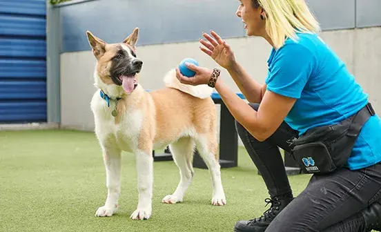 Giving up your dog